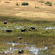 A herd of elephants is seen grazing at a wild life area outside Kasane in the northeastern corner of Botswana,
